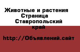  Животные и растения - Страница 3 . Ставропольский край